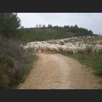 Camino 025.jpg