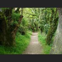 Camino 295.jpg