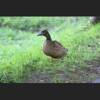 Stockente.JPG