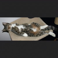 tigi.gif