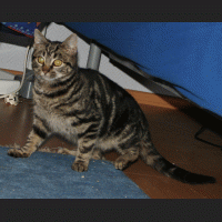 Luzie 071.gif