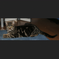 Luzie 073.gif