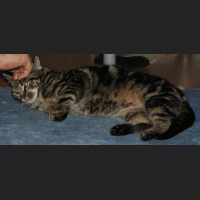 Luzie 084.gif