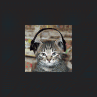 cat.gif